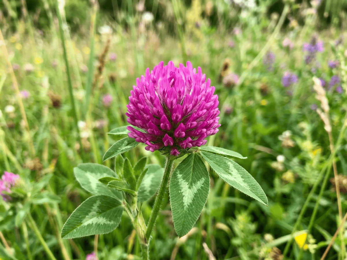 Trèfle des prés — gros plan sur feuilles et fleurs