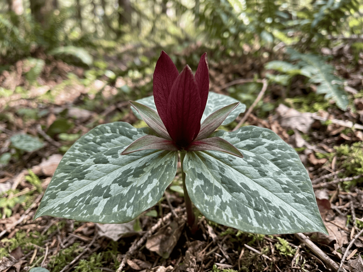 Little Sweet Betsy — close-up of leaves and flowers