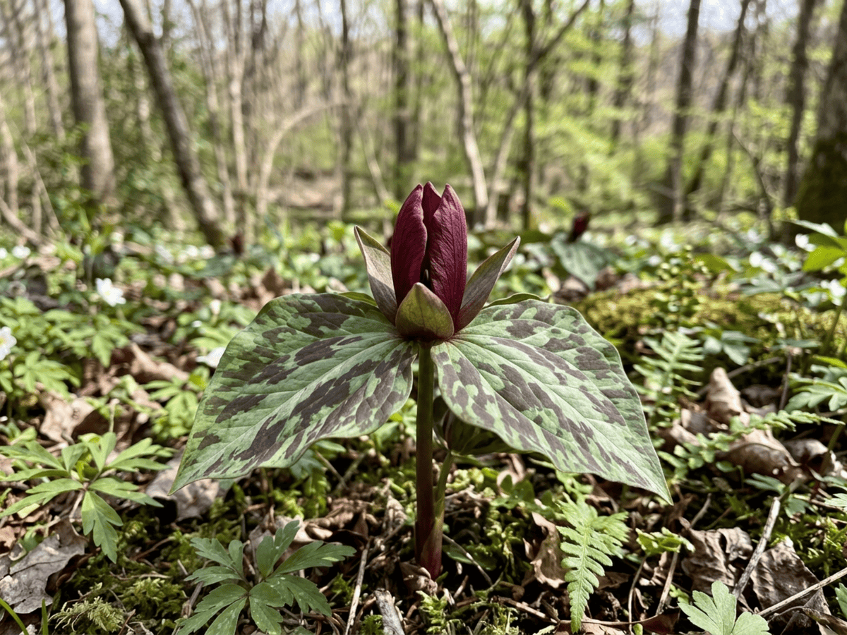 Little Sweet Betsy — seasonal appearance