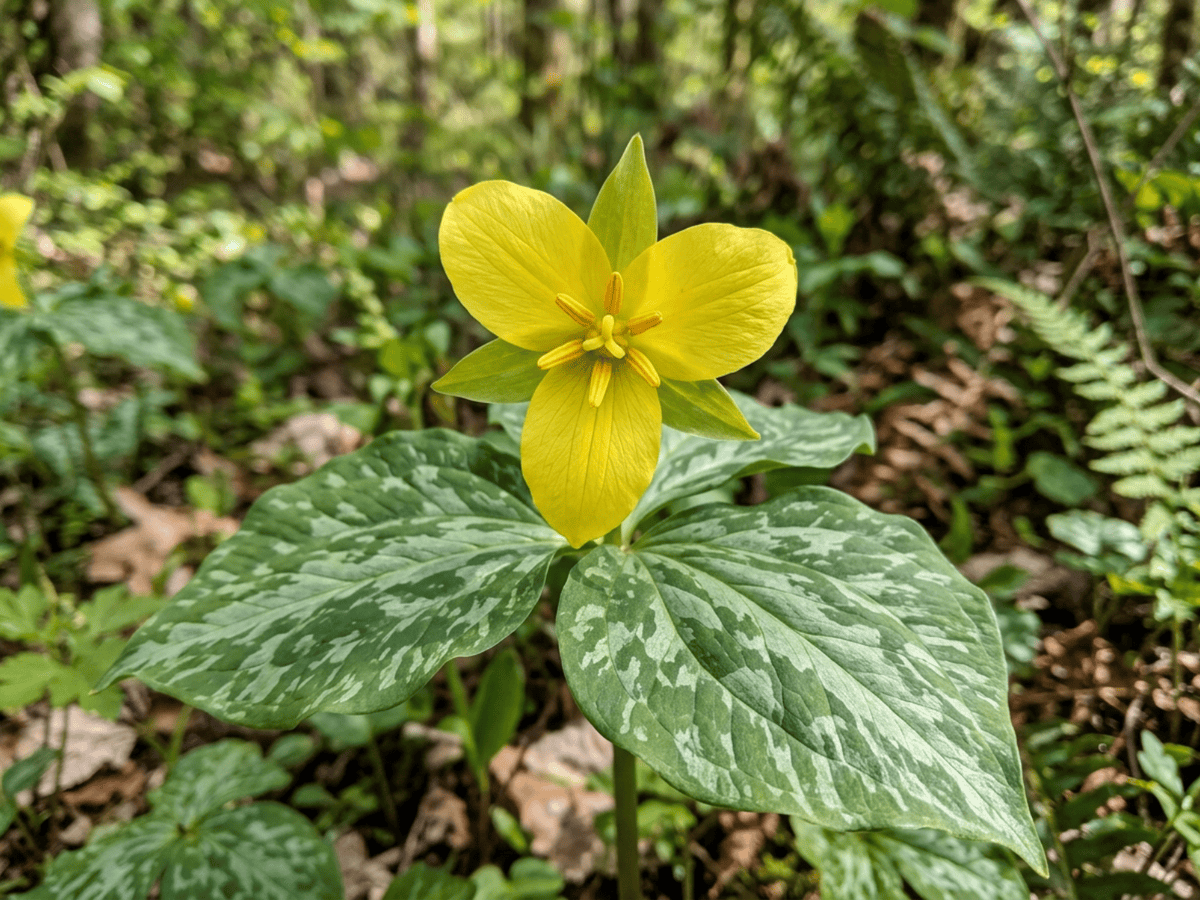 Trillium vàng — cận cảnh lá và hoa