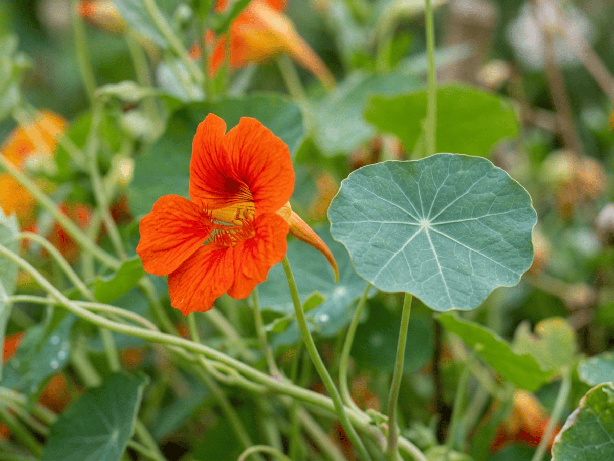 Garden Nasturtium — close-up of leaves and flowers