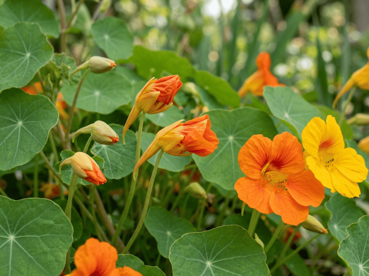 Garden Nasturtium — seasonal appearance