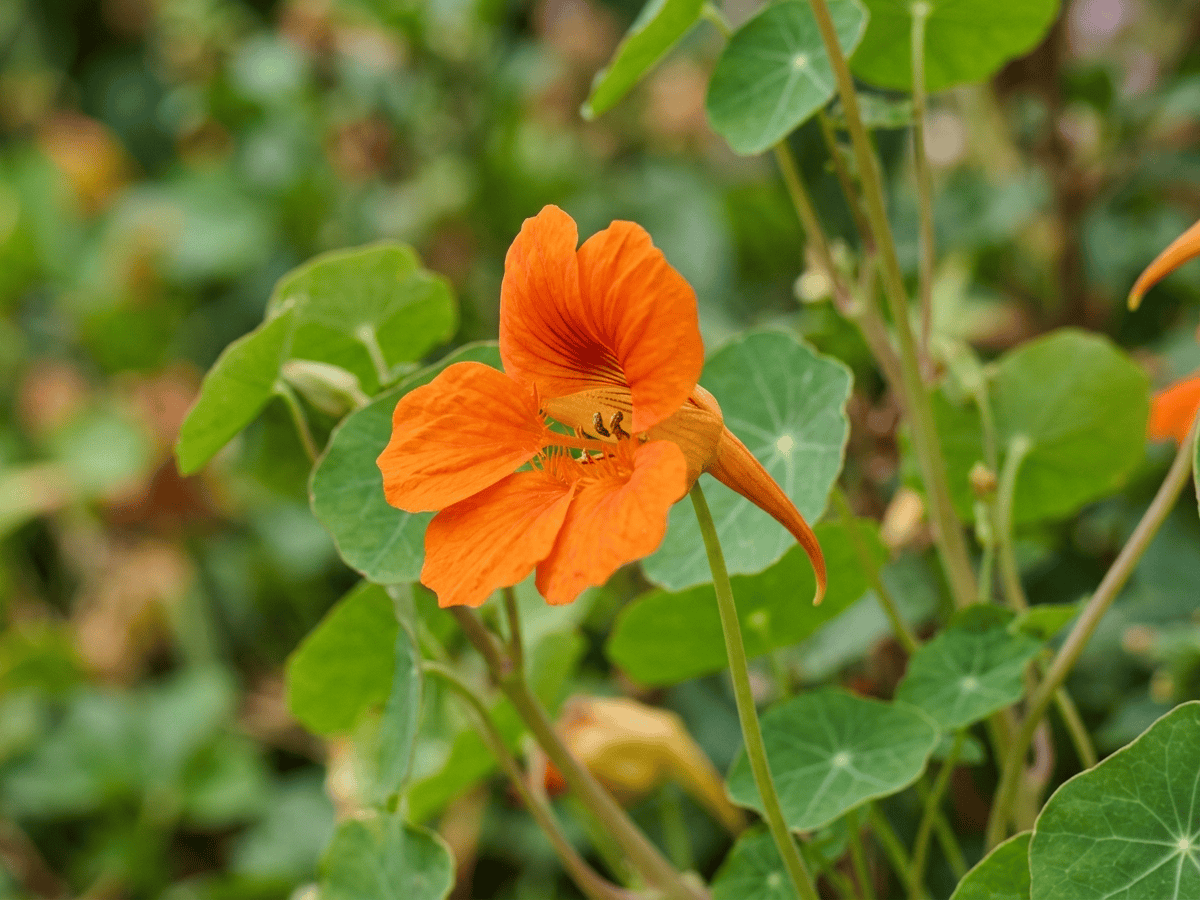 Nasturzio nano — primo piano di foglie e fiori
