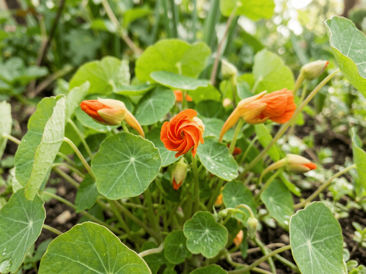 Nasturzio nano — aspetto stagionale