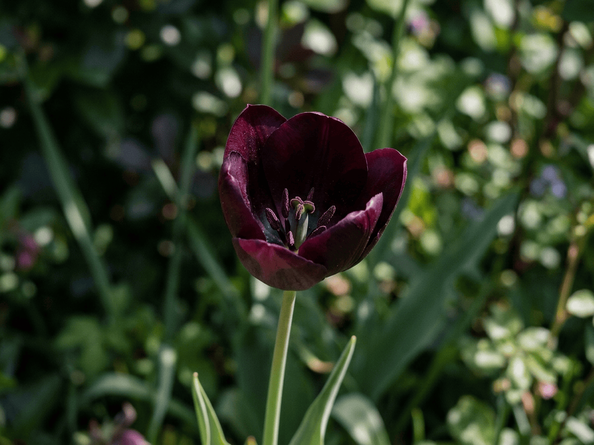 Tulipán Reina de la Noche — primer plano de hojas y flores