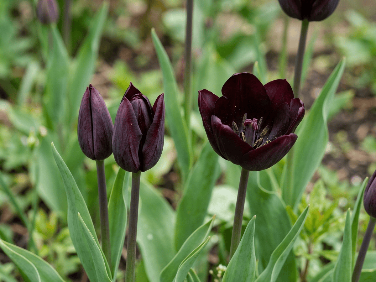 Tulipán Reina de la Noche — aspecto estacional