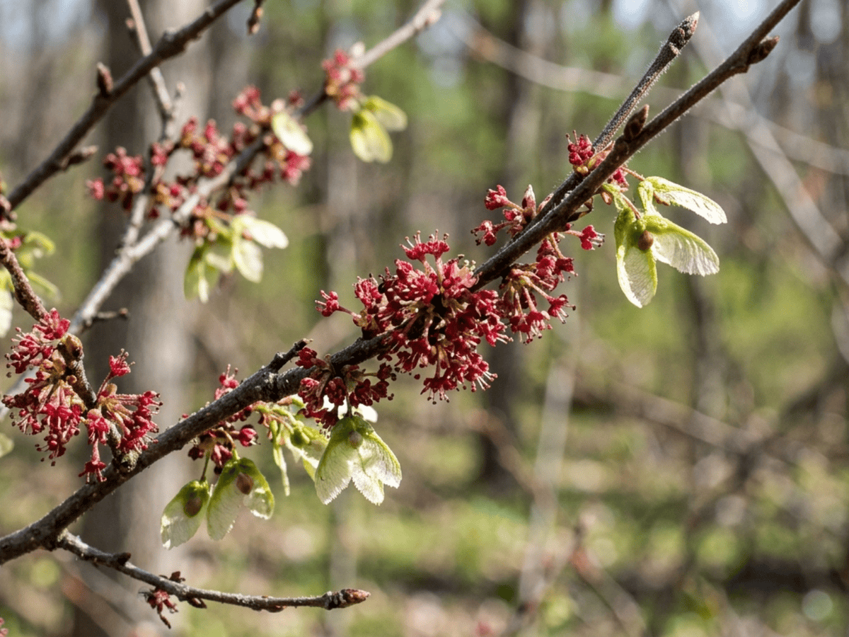 American Elm — seasonal appearance