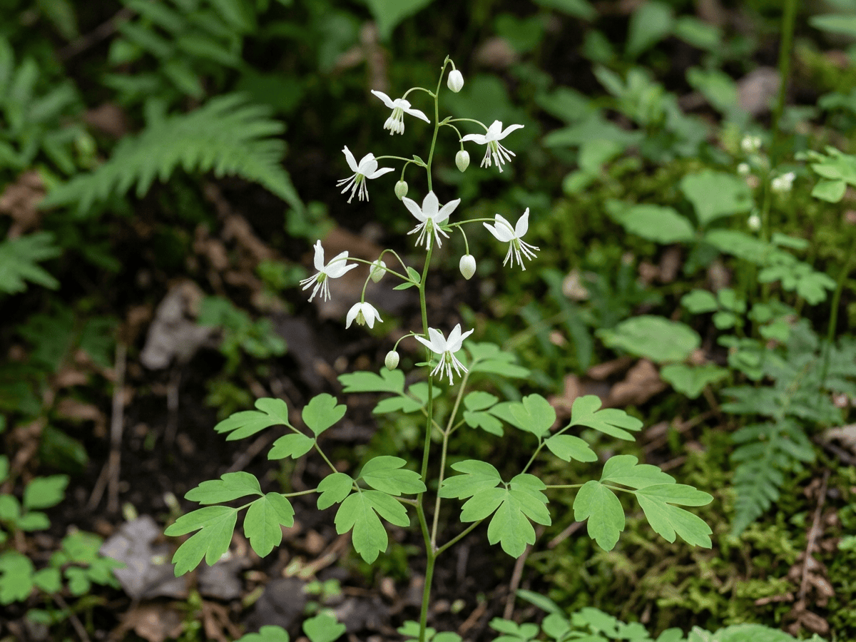 Vancouveria à six étamines (Vancouveria hexandra), plante entière
