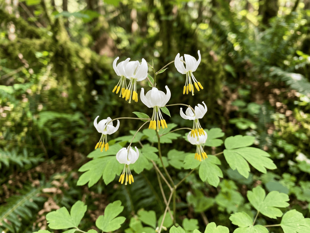 Vancouveria à six étamines — gros plan sur feuilles et fleurs
