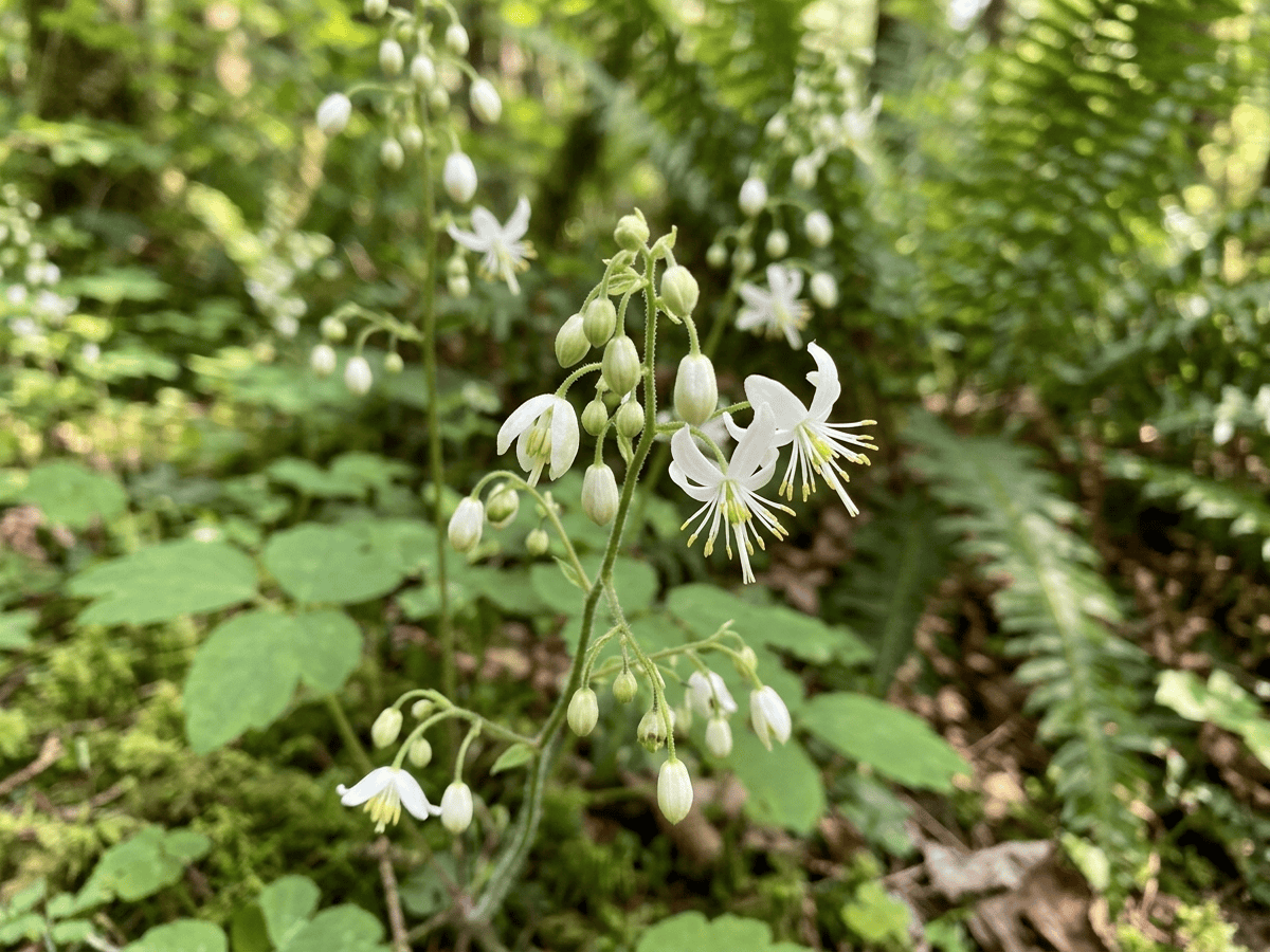 Vancouveria à six étamines — aspect saisonnier