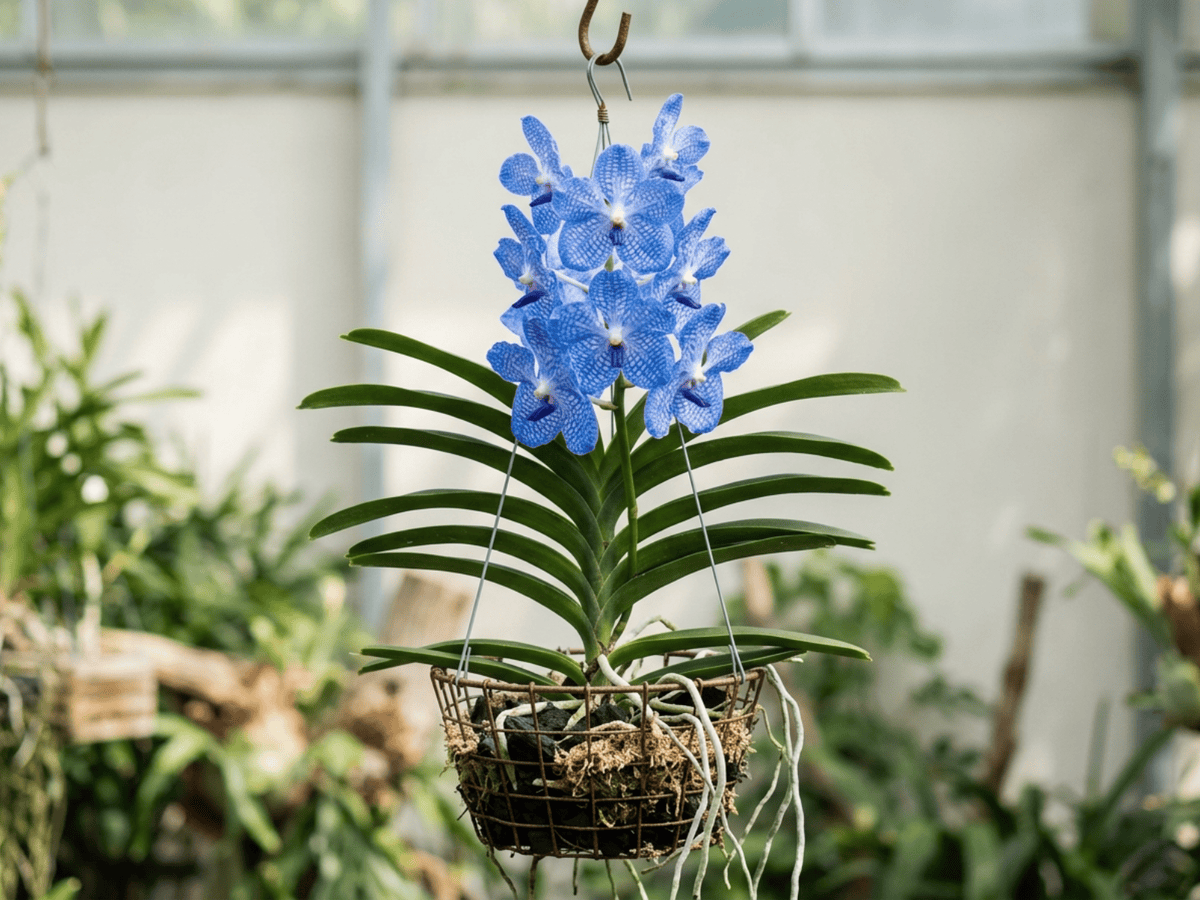 반다(Vanda coerulea) 전체 모습
