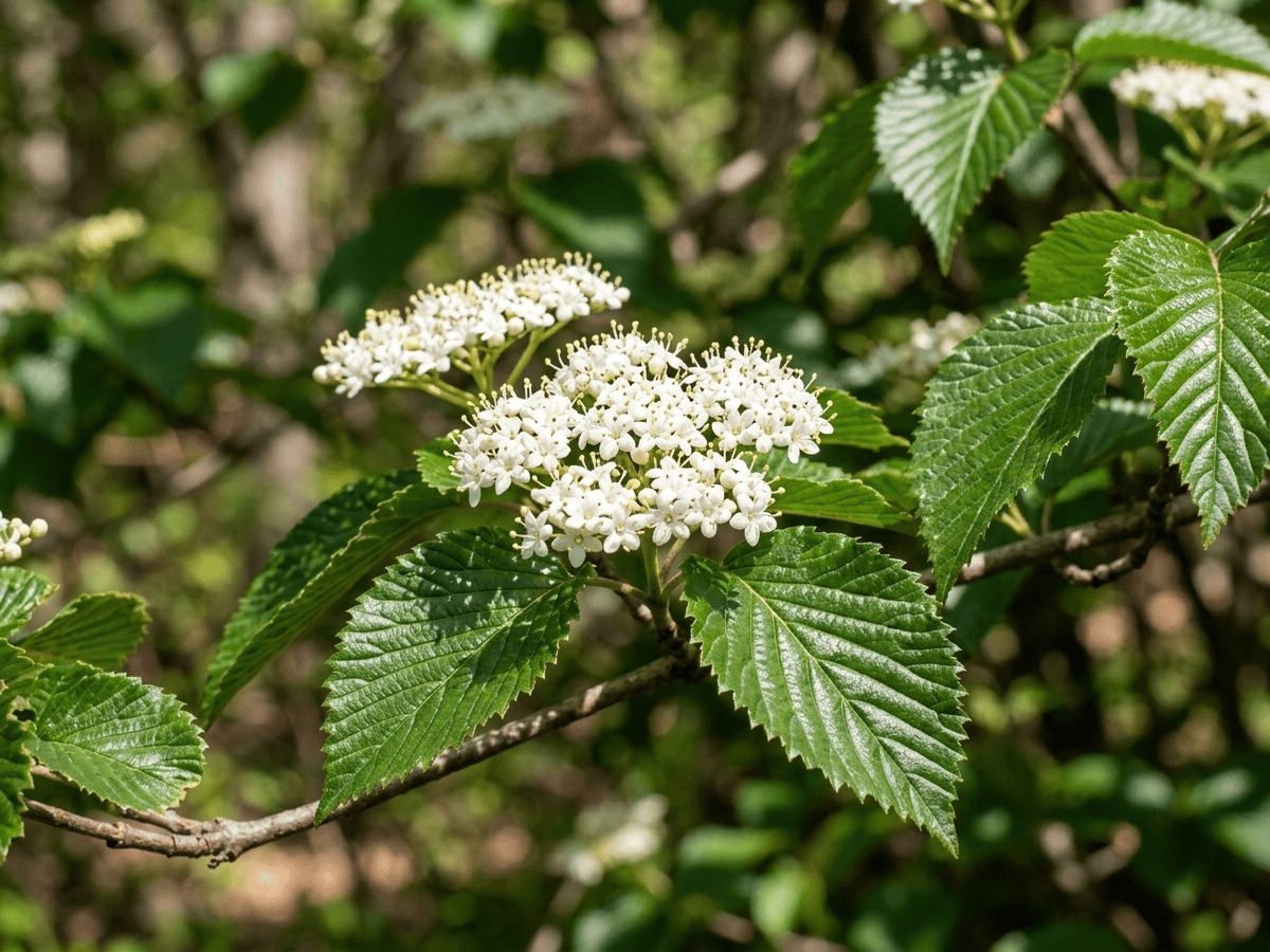 Viorne dentée — gros plan sur feuilles et fleurs