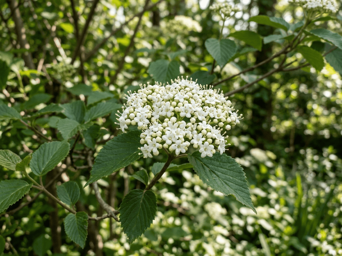 Viorne dentée — aspect saisonnier