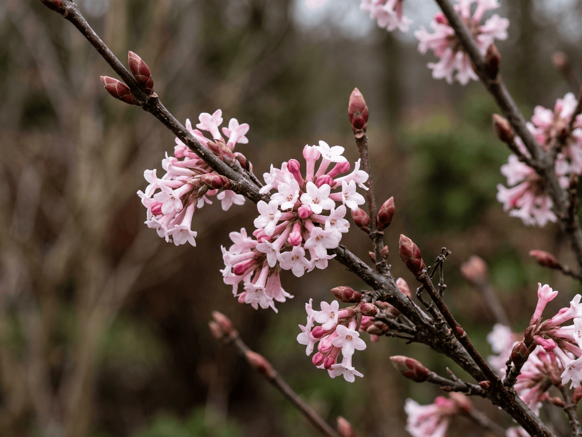 Viburno profumato — primo piano di foglie e fiori
