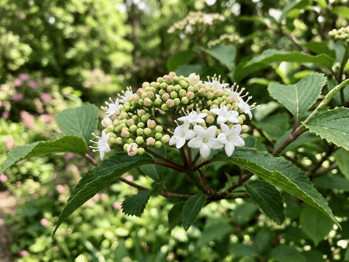 Japanese Viburnum — seasonal appearance