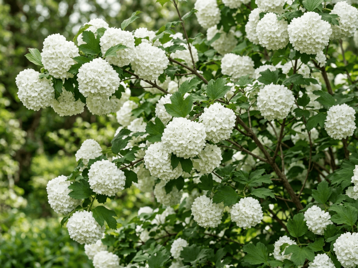 Guelder-Rose (Viburnum opulus), whole plant