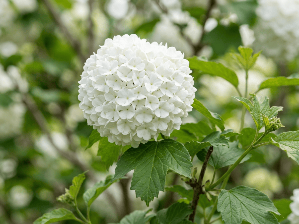 Guelder-Rose — close-up of leaves and flowers