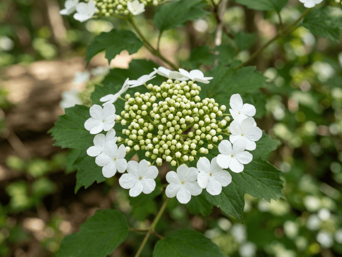 Guelder-Rose — seasonal appearance