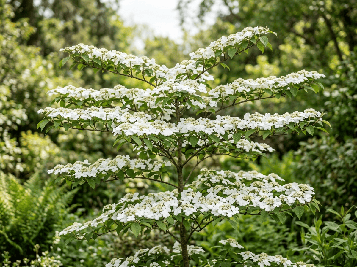 オオデマリ(Viburnum plicatum)の全体像