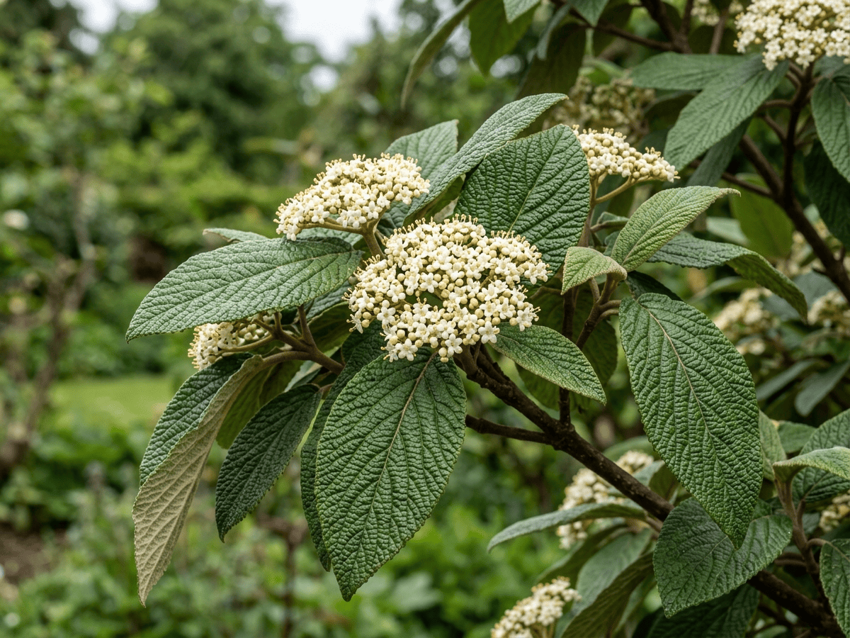 Viburno dalle foglie rugose — primo piano di foglie e fiori