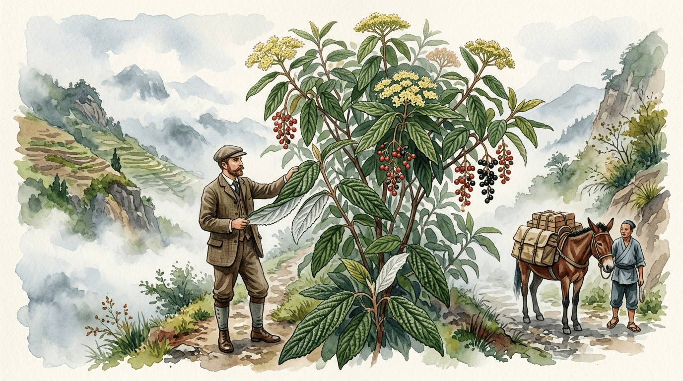 Scena storica illustrata per Viburno dalle foglie rugose
