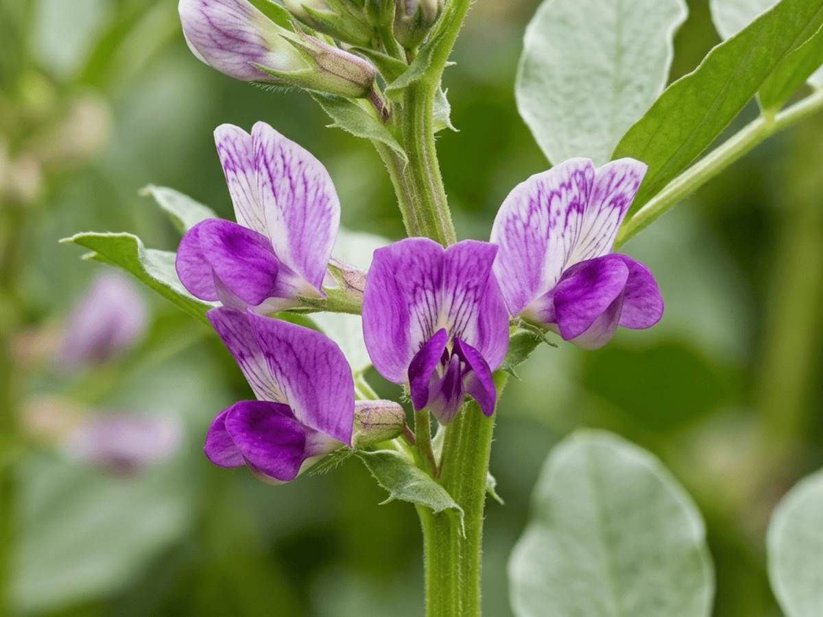 Fava Bean — seasonal appearance