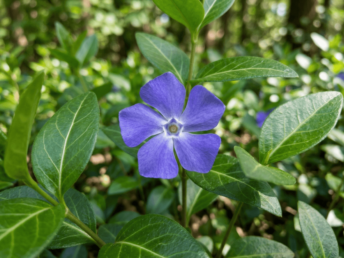 Lesser Periwinkle — close-up of leaves and flowers