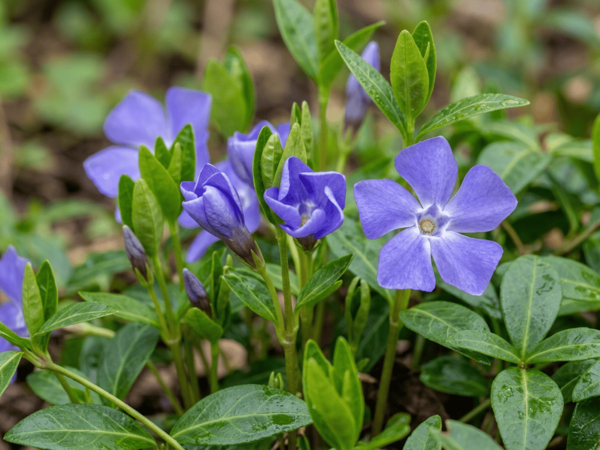 Lesser Periwinkle — seasonal appearance