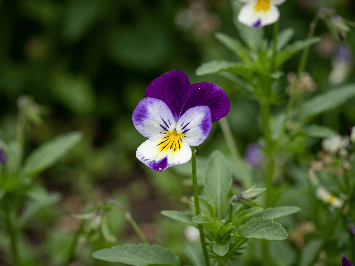 pensamiento cornudo — primer plano de hojas y flores