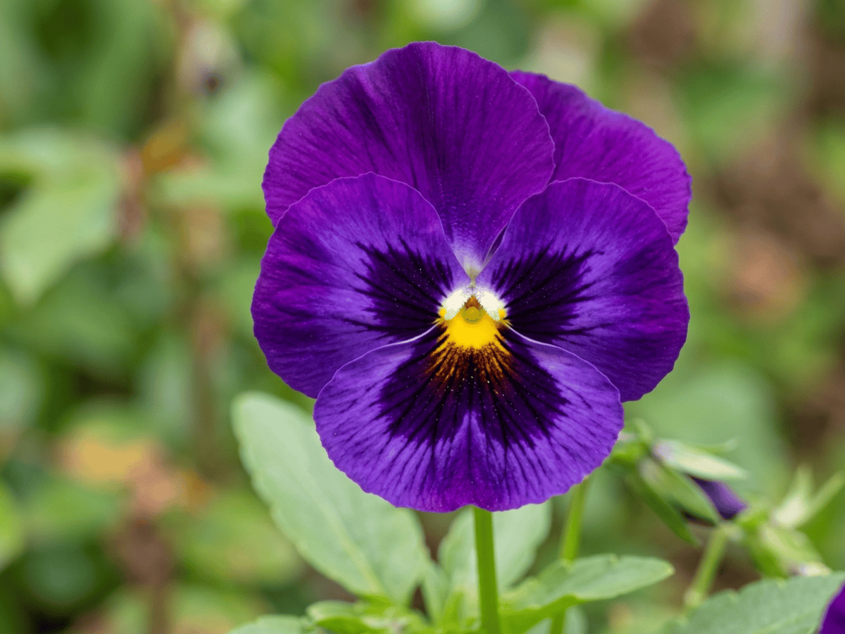 Pensée des jardins — gros plan sur feuilles et fleurs