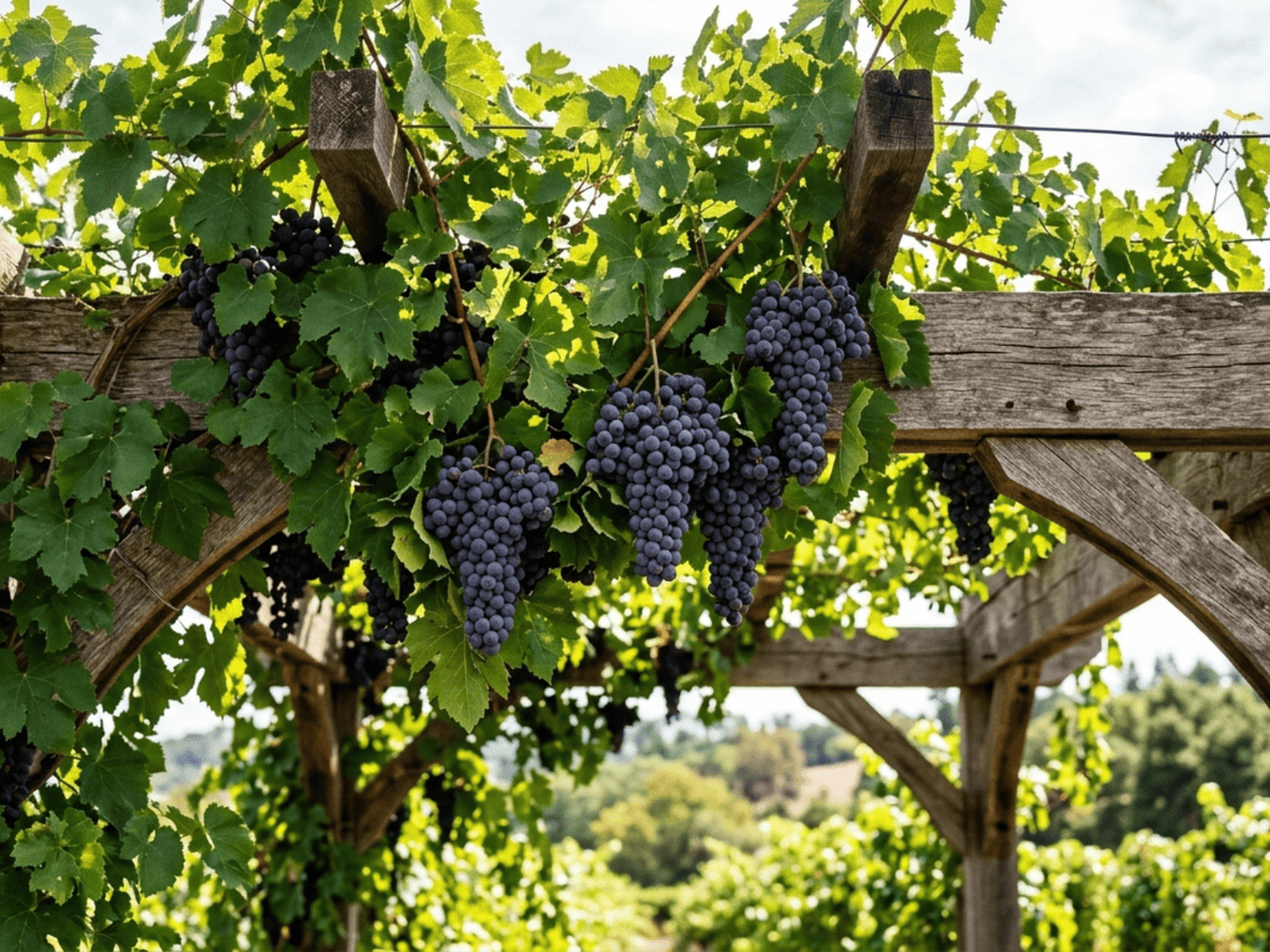 Vite (Vitis vinifera), pianta intera