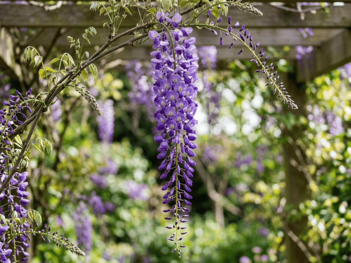 Japanese Wisteria — close-up of leaves and flowers