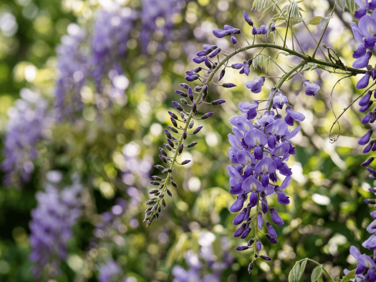 Japanese Wisteria — seasonal appearance