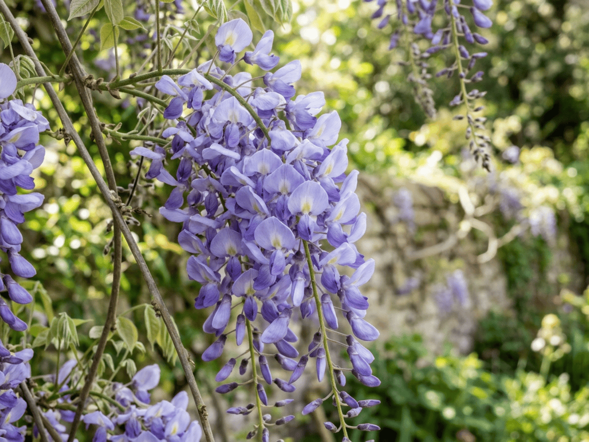 Chinese Wisteria — close-up of leaves and flowers