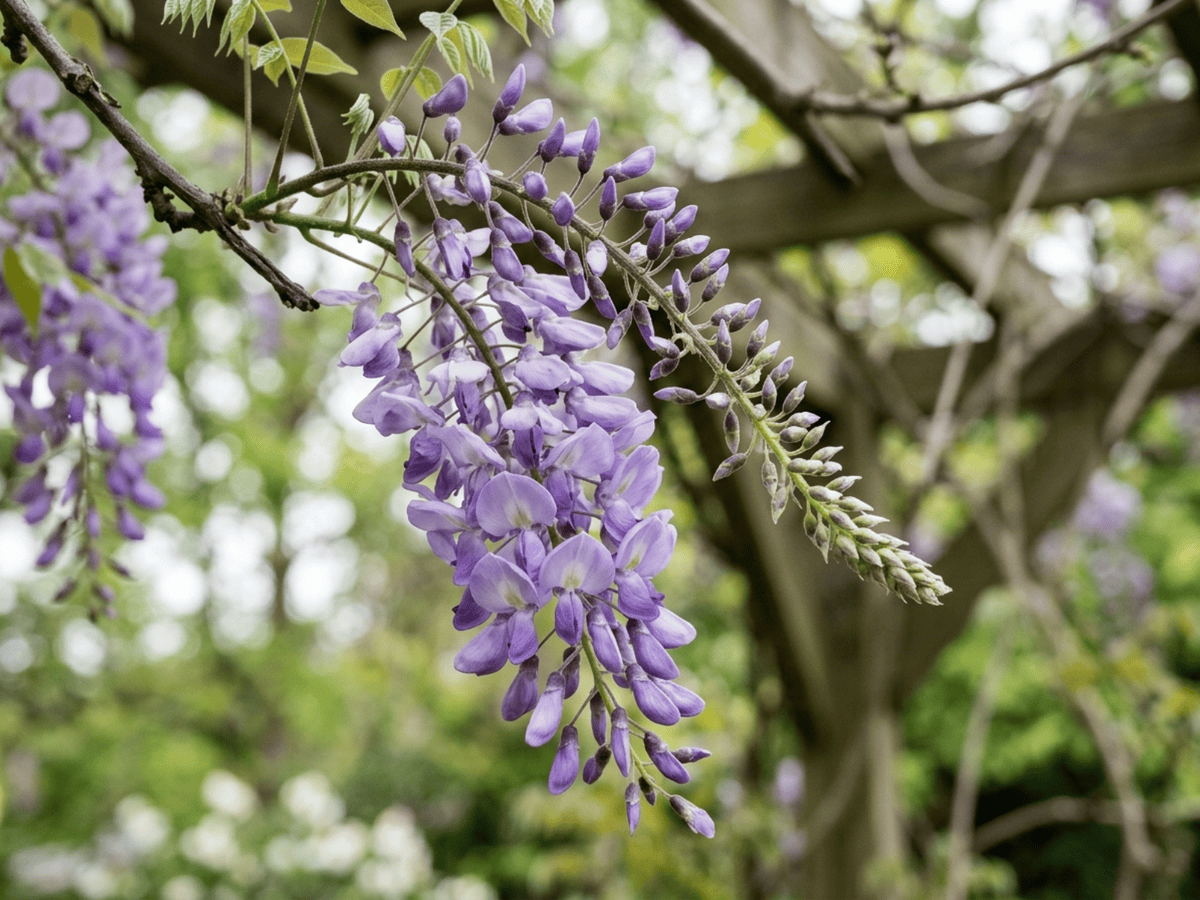 Chinese Wisteria — seasonal appearance