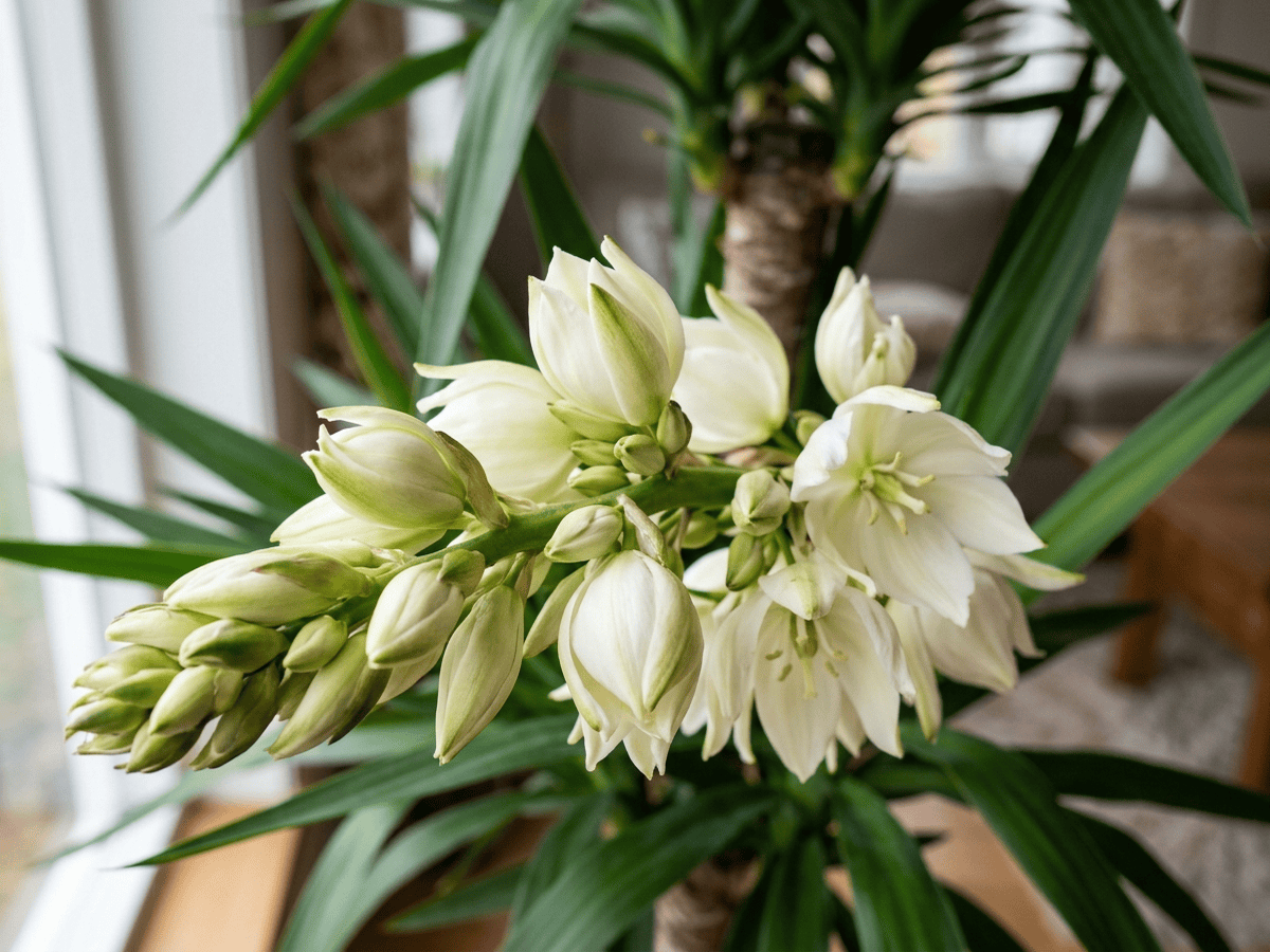 Yucca — aspetto stagionale
