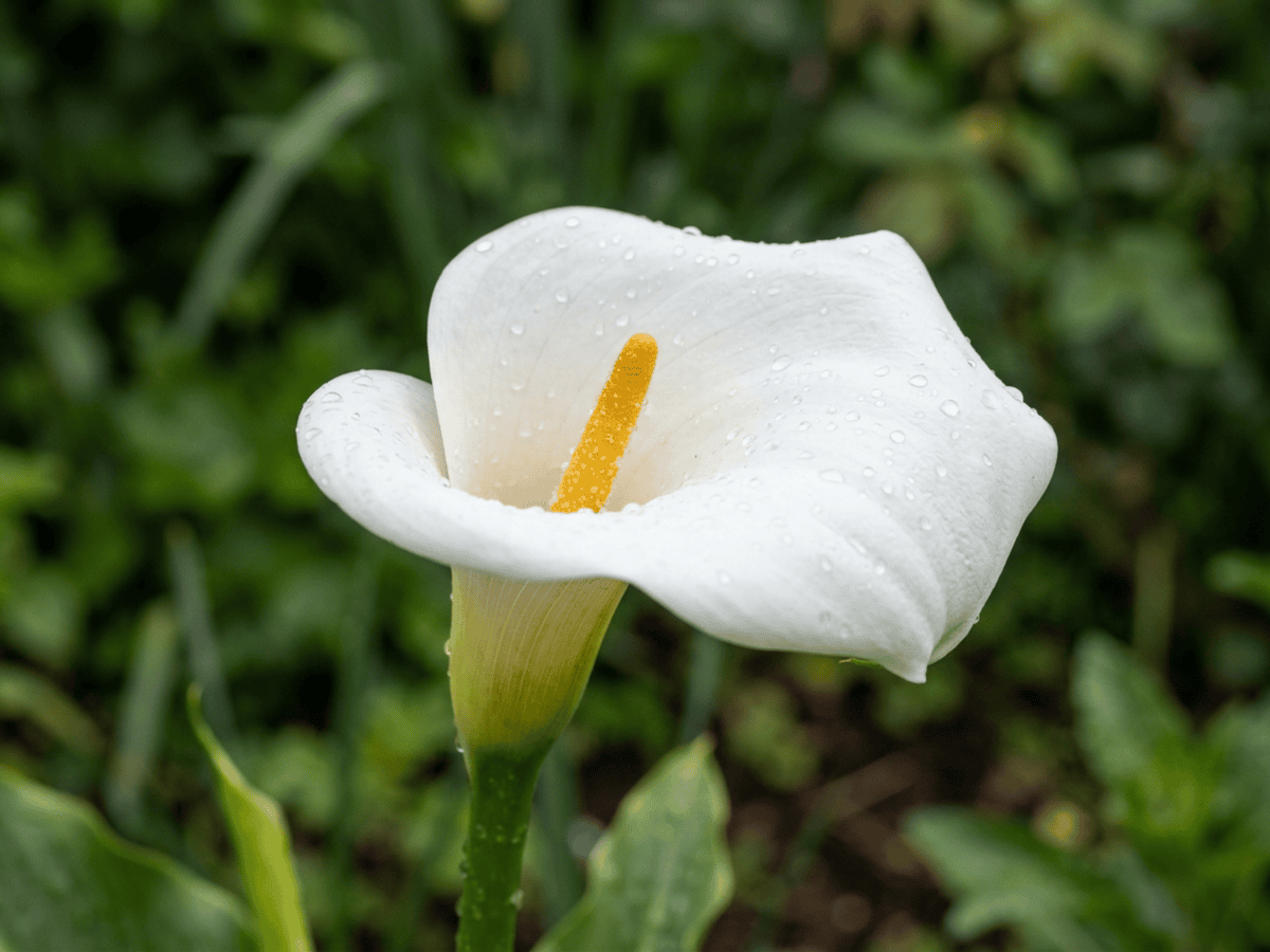Calla — primo piano di foglie e fiori