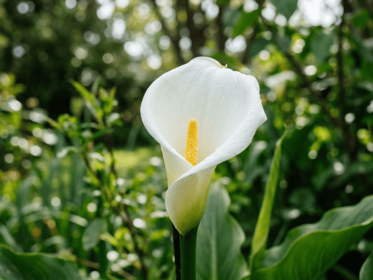Calla — aspetto stagionale