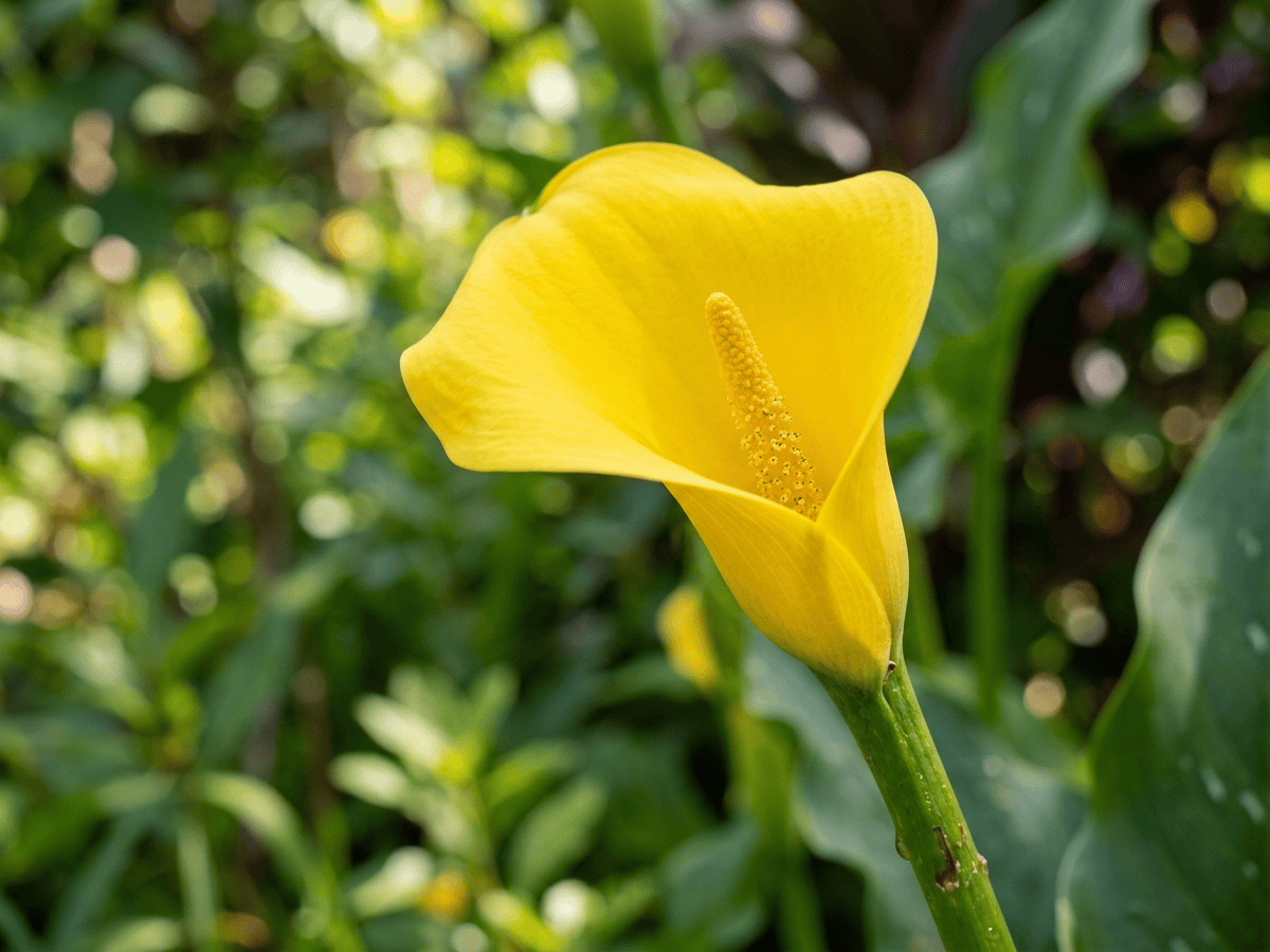 Calla gialla — primo piano di foglie e fiori