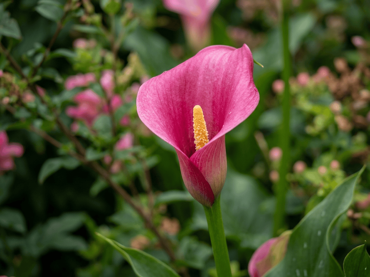 Cala rosa — primer plano de hojas y flores