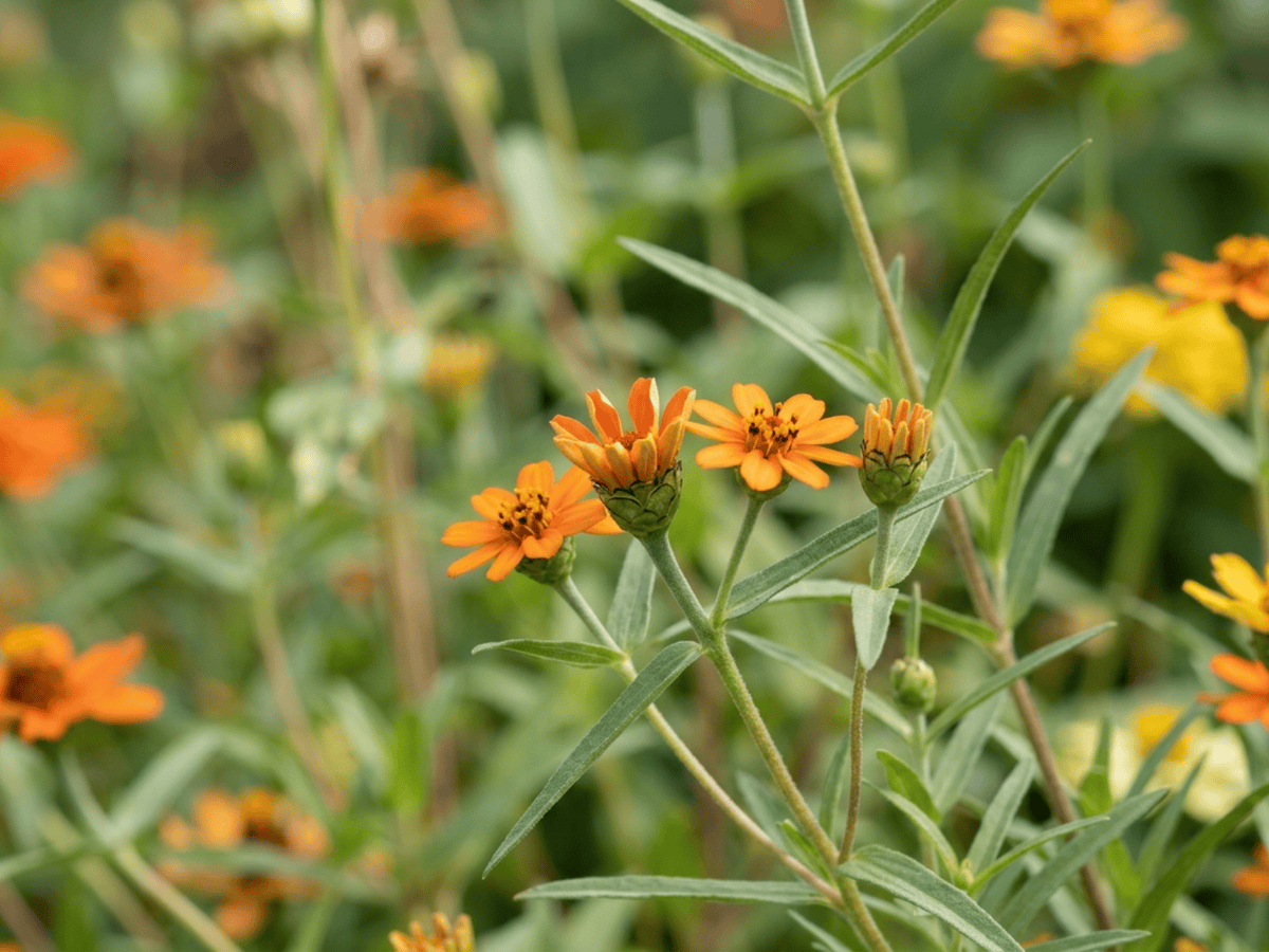 Zinnia a foglie strette — aspetto stagionale