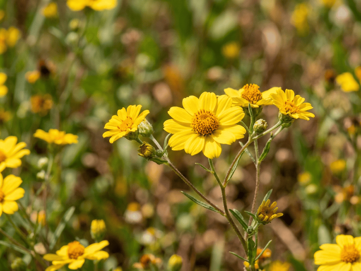 Rocky Mountain Zinnia — close-up of leaves and flowers