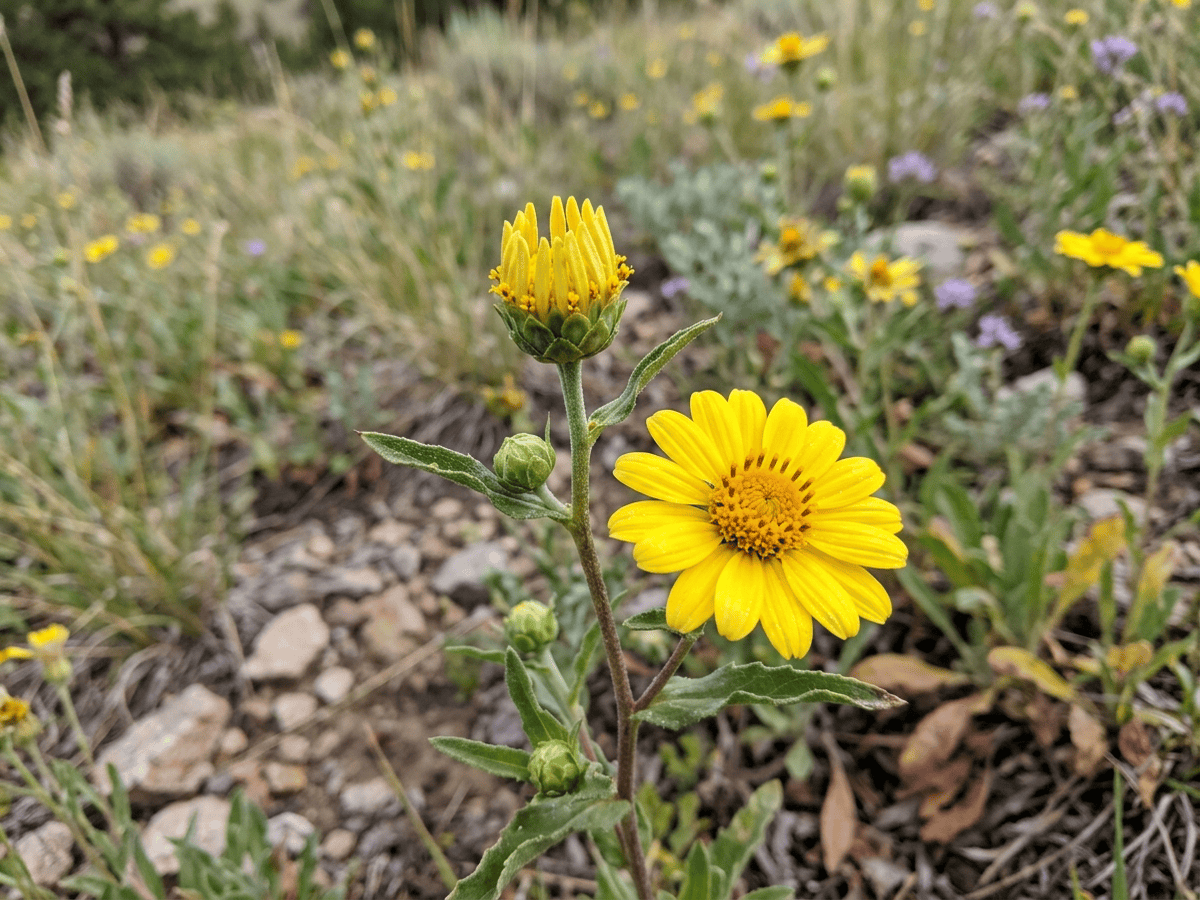 Rocky Mountain Zinnia — seasonal appearance