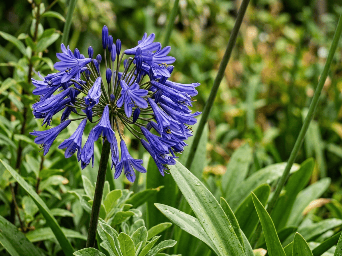 Hänge-Agapanthe — Nahaufnahme von Blättern und Blüten