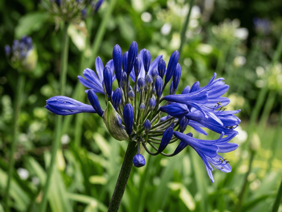 Drooping Agapanthus — seasonal appearance