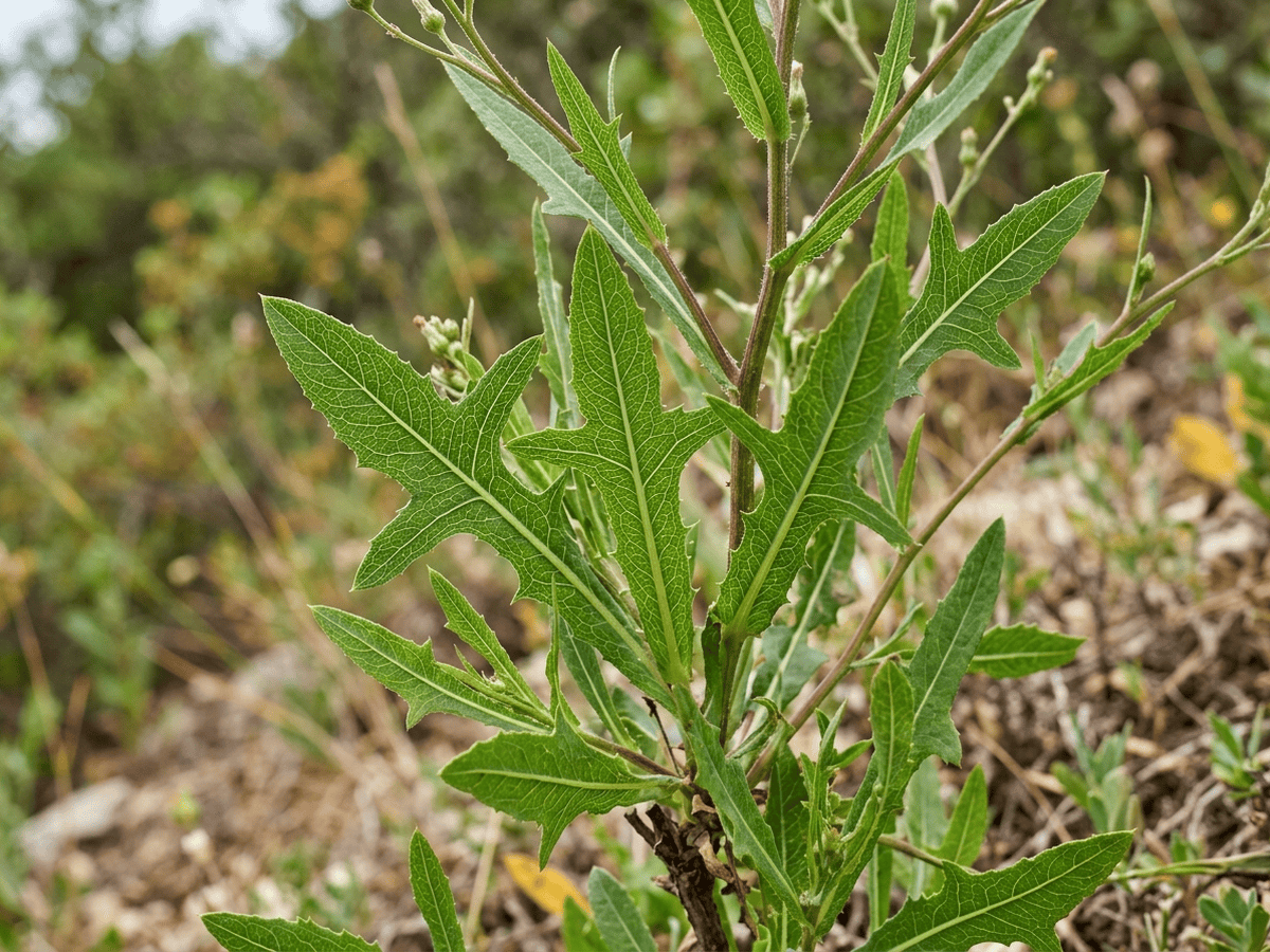 Ruten-Lattich — Nahaufnahme von Blättern und Blüten