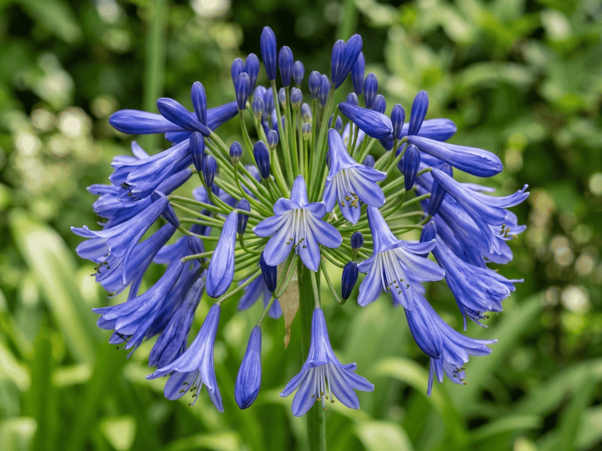 Glocken-Agapanthus — Nahaufnahme von Blättern und Blüten