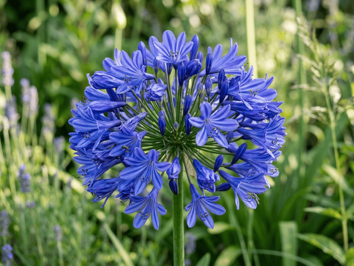 Common Agapanthus — close-up of leaves and flowers