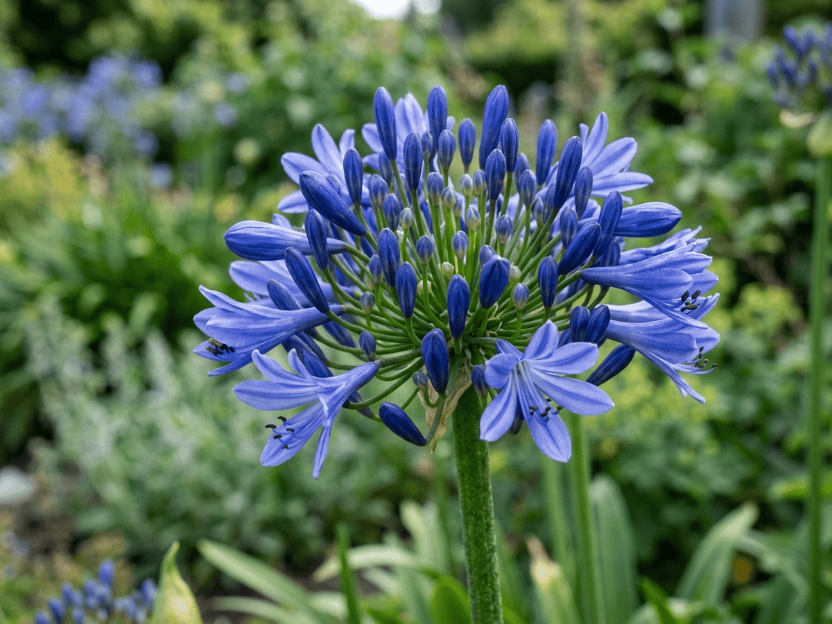 Common Agapanthus — seasonal appearance