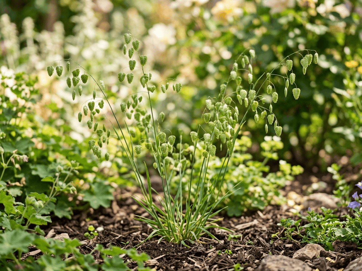 Greater Quaking Grass (Briza maxima), whole plant